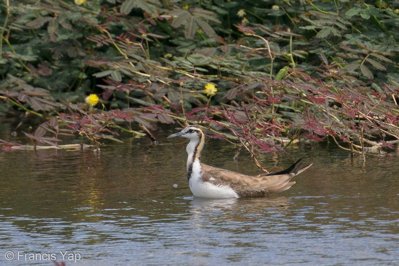 Pheasant-tailed_Jacana-201206-127MSDCF-FYP02611-W.jpg