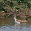 Pheasant-tailed_Jacana-201206-127MSDCF-FYP02611-W.jpg