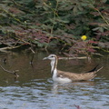 Pheasant-tailed_Jacana-201206-127MSDCF-FYP02649-W.jpg