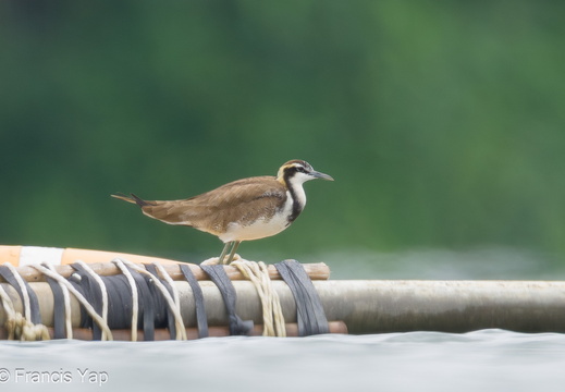 Pheasant-tailed Jacana