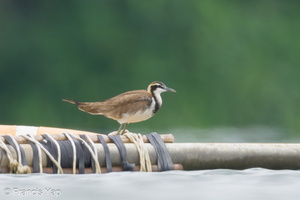 Pheasant-tailed Jacana-231119-210MSDCF-FYP08362-W.jpg