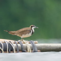 Pheasant-tailed_Jacana-231119-210MSDCF-FYP08362-W.jpg