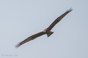 Pied Harrier-141026-119EOS1D-FY1X4510-W.jpg