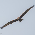 Pied_Harrier-141026-119EOS1D-FY1X4510-W.jpg