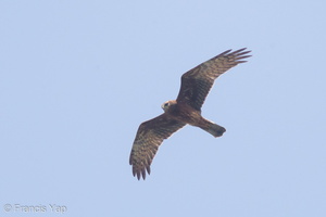 Pied Harrier-171115-115EOS1D-F1X25998-W.jpg