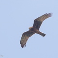 Pied_Harrier-171115-115EOS1D-F1X25998-W.jpg