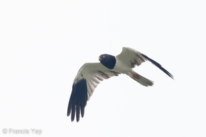 Pied Harrier-221102-158MSDCF-FYP02349-W.jpg