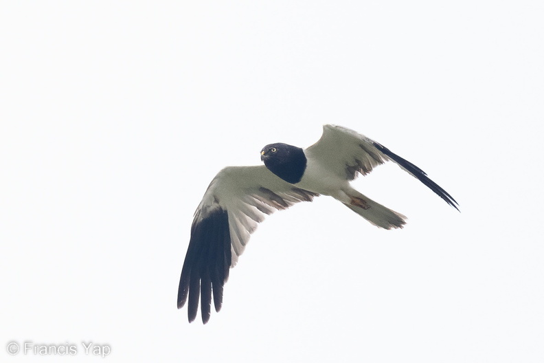 Pied_Harrier-221102-158MSDCF-FYP02349-W.jpg