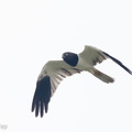 Pied_Harrier-221102-158MSDCF-FYP02349-W.jpg