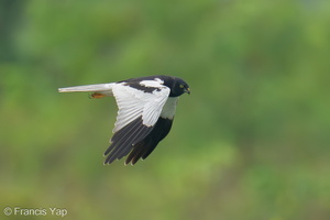 Pied Harrier-240112-213MSDCF-FYP06695-W.jpg