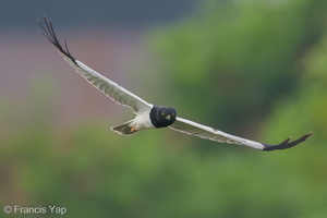 Pied Harrier-240112-213MSDCF-FYP08257-W.jpg