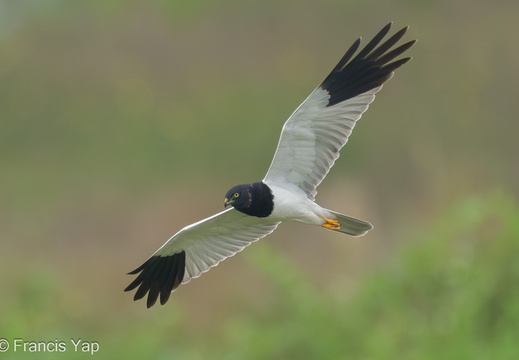 Pied Harrier