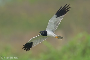 Pied Harrier-240112-213MSDCF-FYP09875-W.jpg