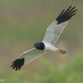 Pied_Harrier-240112-213MSDCF-FYP09875-W.jpg