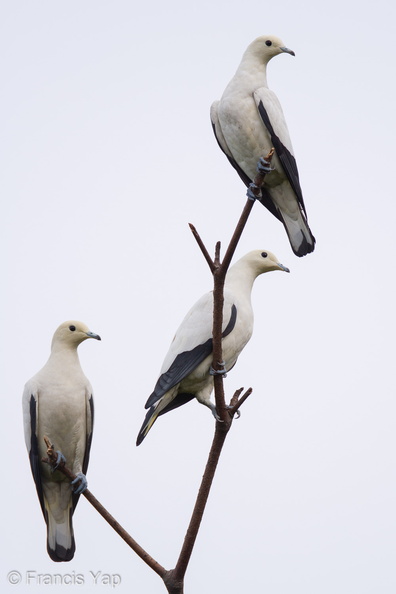 Pied_Imperial_Pigeon-101230-105EOS7D-IMG_2858-W.jpg