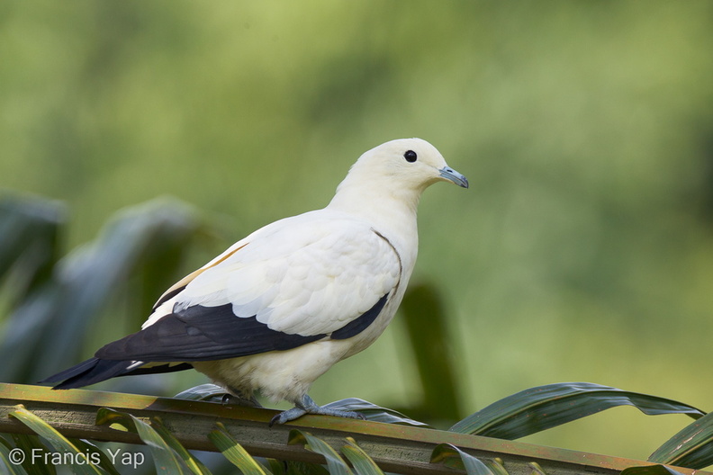 Pied_Imperial_Pigeon-110915-105EOS1D-FYAP1680-W.jpg