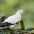 Pied_Imperial_Pigeon-110915-105EOS1D-FYAP1680-W.jpg