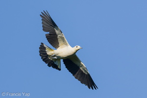Pied Imperial Pigeon-251002-125FRYAP-FYA02228-W