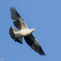 Pied_Imperial_Pigeon-251002-125FRYAP-FYA02228-W.jpg