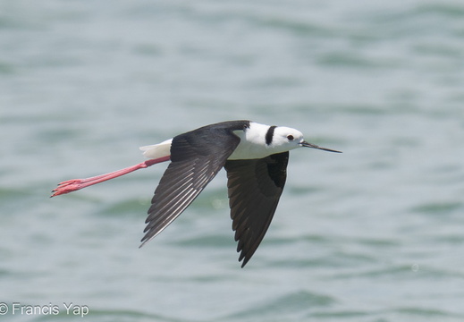 Pied Stilt