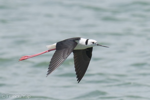 Pied Stilt-230523-205MSDCF-FYP04680-W.jpg