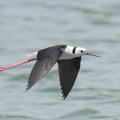 Pied_Stilt-230523-205MSDCF-FYP04680-W.jpg