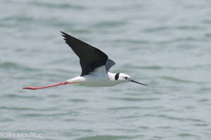 Pied Stilt-230523-205MSDCF-FYP04687-W.jpg