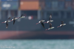 Pied Stilt-230523-205MSDCF-FYP05034-W.jpg