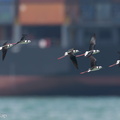 Pied_Stilt-230523-205MSDCF-FYP05034-W.jpg