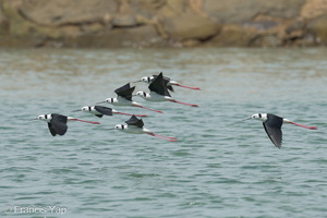 Pied Stilt-230523-205MSDCF-FYP05210-W.jpg