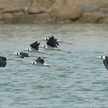 Pied_Stilt-230523-205MSDCF-FYP05210-W.jpg