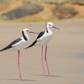 Pied_Stilt-260403-169FRYAP-FYA02322-W.jpg