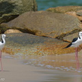 Pied_Stilt-260403-169FRYAP-FYA04715-W.jpg