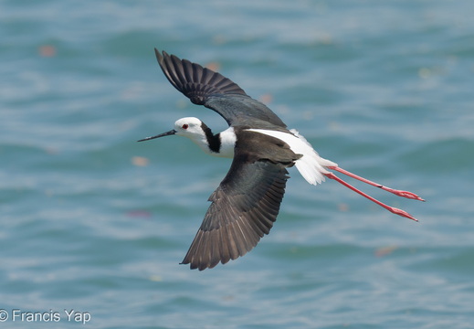 Pied Stilt