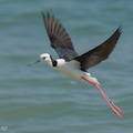 Pied_Stilt-260403-170FRYAP-FYA01913-W.jpg