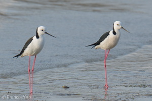 Pied Stilt-260507-187FRYAP-FYA06305-W.jpg