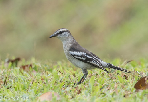 Pied Triller