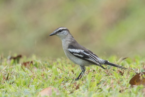 Pied Triller-150809-100EOS5D-FY5S4343-W.jpg