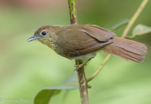 Pin-striped Tit-Babbler