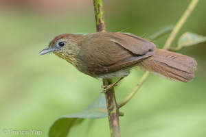 Pin-striped Tit-Babbler-150729-100EOS5D-FY5S3234-W.jpg