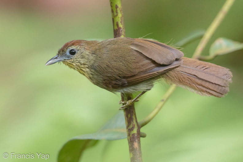 Pin-striped_Tit-Babbler-150729-100EOS5D-FY5S3234-W.jpg