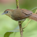 Pin-striped_Tit-Babbler-150729-100EOS5D-FY5S3234-W.jpg