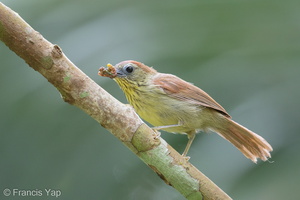 Pin-striped Tit-Babbler-190518-117ND500-FYP_3486-W.jpg