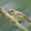 Pin-striped_Tit-Babbler-190518-117ND500-FYP_3486-W.jpg