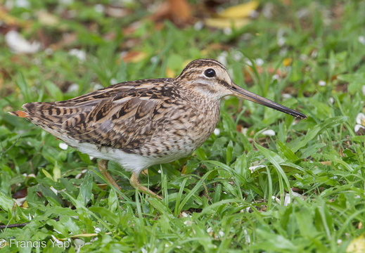 Pin-tailed Snipe