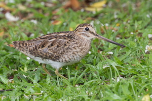 Pin-tailed Snipe-140330-114EOS1D-FYAP1425-W.jpg