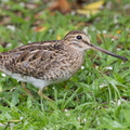 Pin-tailed_Snipe-140330-114EOS1D-FYAP1425-W.jpg