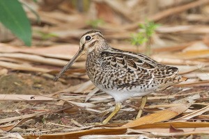 Pin-tailed Snipe-140402-114EOS1D-FYAP2270-W.jpg