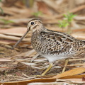 Pin-tailed_Snipe-140402-114EOS1D-FYAP2270-W.jpg