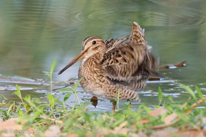 Pin-tailed Snipe-140402-114EOS1D-FYAP2631-W.jpg